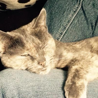 Profile Picture of Shannon Forest (@MrsForestGump) on Twitter