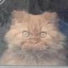 Profile Picture of Leo Alder (@@leoadler69) on Tiktok