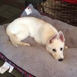 Profile Picture of Joseph Mazzotta (@baileymazzotta415) on Instagram