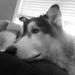 Profile Picture of Jason Moorefield (@songokunc) on Pinterest