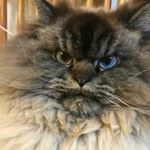 Profile Picture of Rhett Thorgrimm Davis (@harold_palms) on Instagram