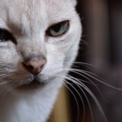 Profile Picture of Roy Stubbs (@stubbsroy) on Twitter