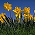 Profile Picture of Suraj Rai (@vampire1978) on Flickr