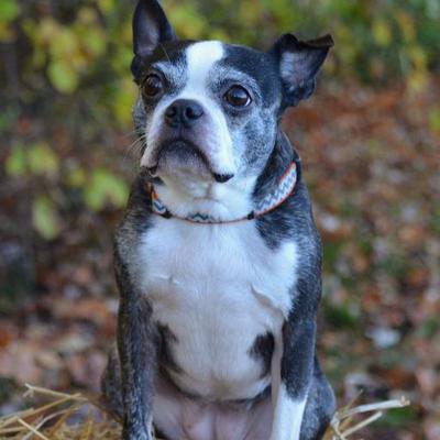 Profile Picture of Dave  Bosley (@BosleySd) on Twitter