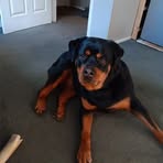 Profile Picture of Richard Govea (@Richard-Govea) on Facebook