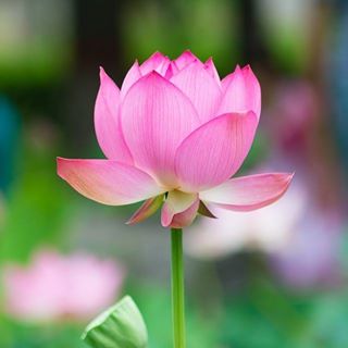 Profile Picture of Ngoc Doan Huynh (@ngocdoan.hunh.1) on Facebook