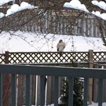 Daniel Ostiguy - Instagram Profile Picture of Daniel Ostiguy (@danielmostiguy) on Instagram