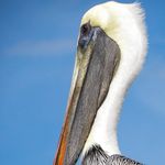 Profile Picture of Diane Stover Leyh (@dianestoverleyh) on Instagram