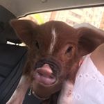 Profile Picture of Kevin Bacon (@kevin_bacon_pig) on Instagram