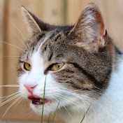 Profile Picture of Chasey Poes (@chaseypoes1839) on Youtube