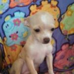 Chris Murray Cook - Instagram Profile Picture of Chris Murray Cook (@pigsrcute41) on Instagram