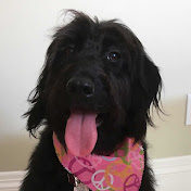 Profile Picture of Charlie Barlee A Ruff Life (@charliebarleearufflife6067) on Youtube