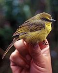 Citrine warbler - Wikipedia Profile Picture of Citrine warbleron Wikipedia