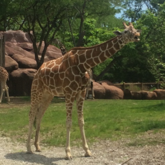 Lindsey Erbentraut - Poshmark Profile Picture of Lindsey Erbentraut (@lindsey734) on Poshmark