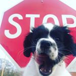 Profile Picture of Beware of this doggo (@toby.bear2) on Instagram