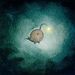 Profile Picture of jonathan Guzman (@crazy_pug) on Pinterest