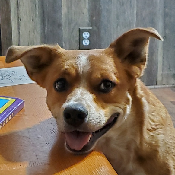 Profile Picture of Kathy Kregel (@katjk63) on Poshmark