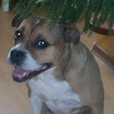 Profile Picture of Michael Fricke (@MifriDD) on Twitter