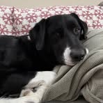 Profile Picture of Dennis Field (@Dennis-Field) on Facebook