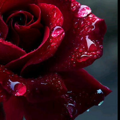 Profile Picture of Dr. Nourhan ElShamma' ♔ (@NonaElshamma) on Twitter