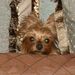 Profile Picture of Kimberly Bashor (@wesgal) on Pinterest