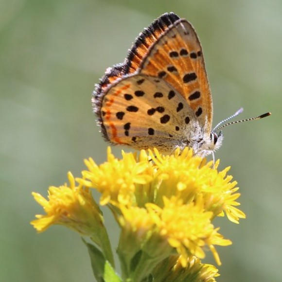 Profile Picture of Maricelda Ramirez (@gardenia246) on Poshmark