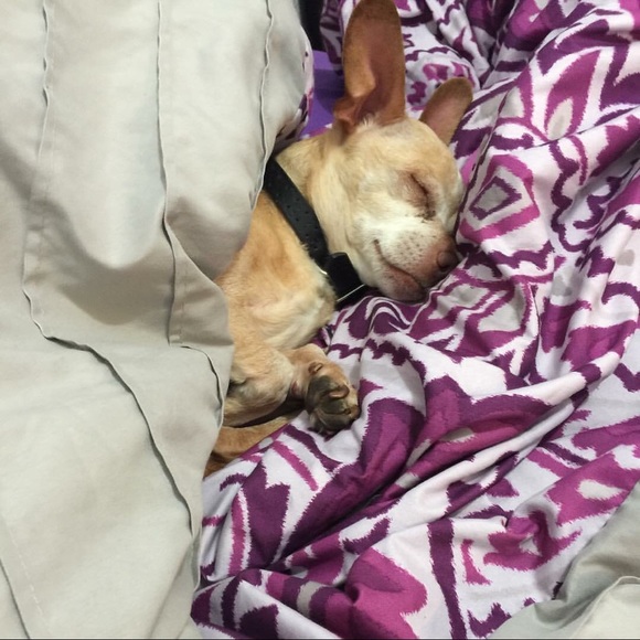 Profile Picture of Amalia Alvarez (@amaliaalvarez11) on Poshmark