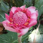 Profile Picture of Ian Glass (@lowveldgardener) on Instagram