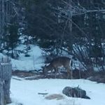 Profile Picture of Shelly Temple (@ms.shellyt) on Instagram