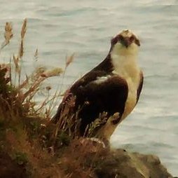 Profile Picture of Paula Lynn Wright (@paulalynn1971) on Twitter