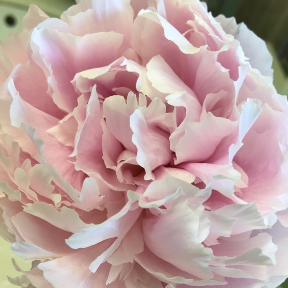 Profile Picture of Emi Inaba (@einaba) on Poshmark