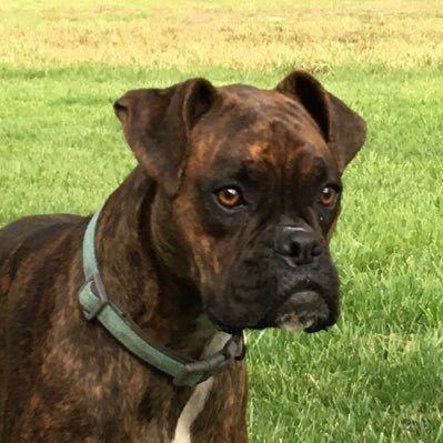 Profile Picture of Adamination Of Windsor (@AdamOfWindsor) on Twitter