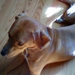 Profile Picture of Crystal  Lynn McCray (@crissyqueengirls) on Instagram