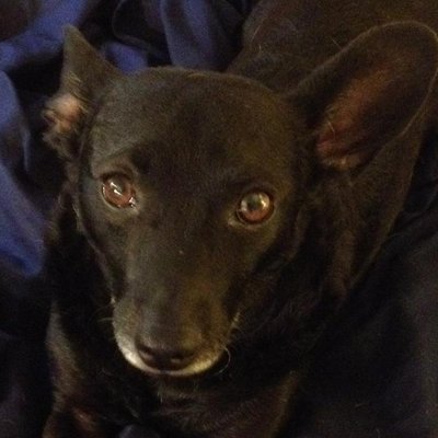 Profile Picture of David Akin (@bairndogdaddy) on Twitter