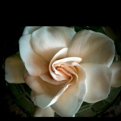 Profile Picture of Bonnie Keen (@bkeeniking) on Twitter