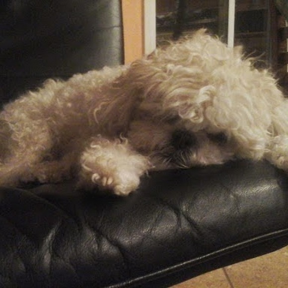 Profile Picture of Danielle Leong (@pandalover0724) on Poshmark