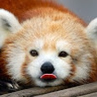 Profile Picture of Daniel Farina (@daniel-farina-16) on Quora