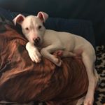 Profile Picture of Hazel Perryman (@pibblehouse) on Instagram