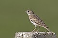 Profile Picture of Greater short-toed larkon Wikipedia