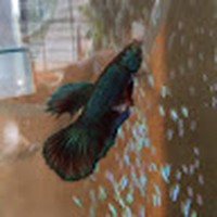 Profile Picture of James Totaro (@james-totaro) on Quora