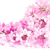 Profile Picture of Alyssa Ferrence (@alyssaferrence6750) on Youtube