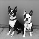 Profile Picture of Hazel And Chief Howell (@chief_and_hazel) on Instagram