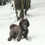 Profile Picture of Guyoliver16 (@guy_oliver_backup) on Instagram