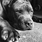 Profile Picture of Pandora Walker (@pandorawalkerbully) on Instagram