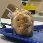 Profile Picture of Travis Kilburn (@travis_memestomper) on Instagram