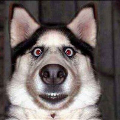 Profile Picture of Tom Runyon (@TomRunyon1) on Twitter