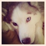 Profile Picture of Wanda Chang (@gononres) on Instagram