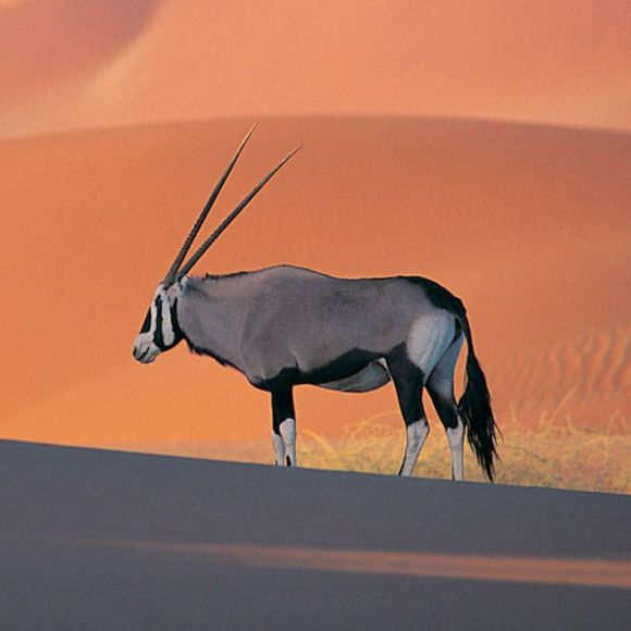 Profile Picture of Gary Piersol (@gpiersol) on Poshmark