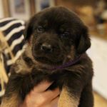 Profile Picture of Murphy Murph (@murphandanicolejenkins) on Instagram