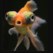 Profile Picture of Fischli HD (@fischlihd6772) on Youtube